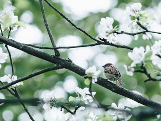 魔兽世界有哪些比较好抓的灵魂兽？